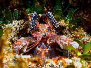 The Gatekeeper. Mantis Shrimp - Lysiosquilla sp. Bali, In... by Stefan Follows 
